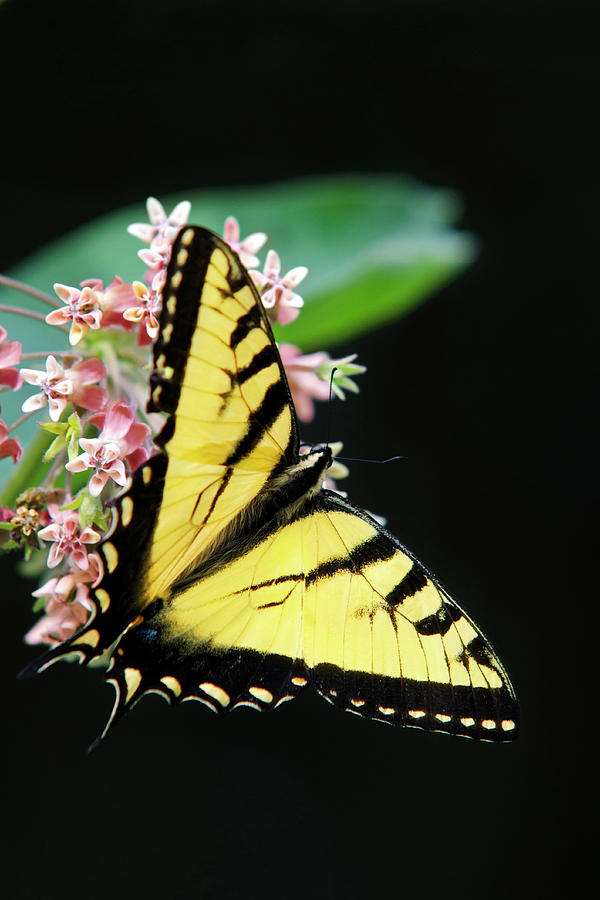 Swallowtail Butterfly and Milkweed Flowers Photograph by Christina Rollo