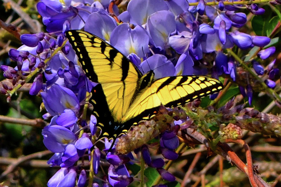 Swallowtail Butterfly And Wisteria 001 Photograph by George Bostian