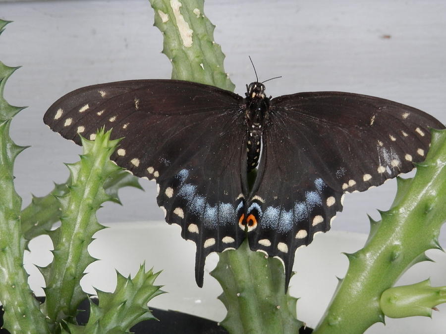 Swallowtail Butterfly Beauty Photograph by Belinda Lee
