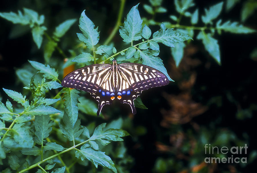 Swallowtail Butterfly Photograph by Bob Phillips