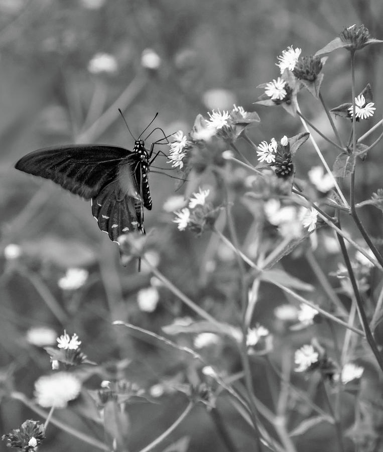 Swallowtail Butterfly bw Photograph by Steve Harrington