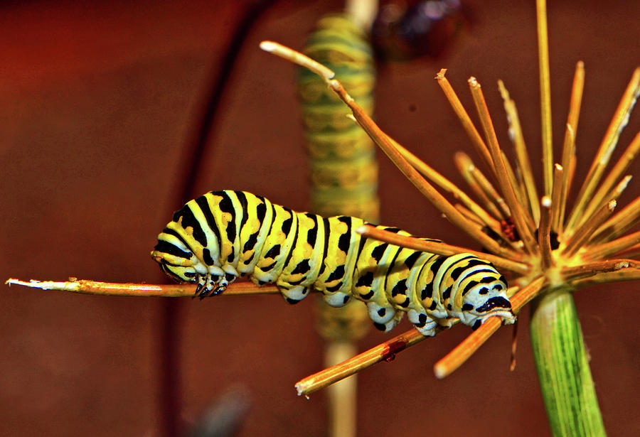 Swallowtail Butterfly Caterpillar 015 Photograph by George Bostian
