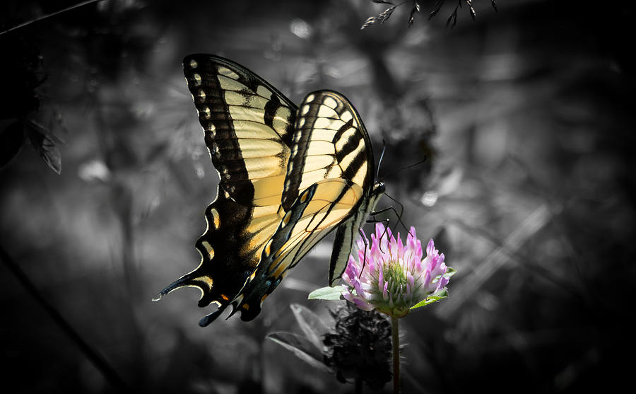Swallowtail Butterfly- Color Pop Photograph by Holden The Moment