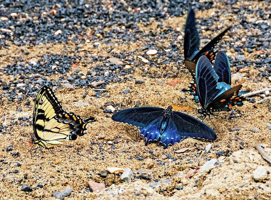 Swallowtail Butterfly Convention 2 Photograph by Steve Harrington
