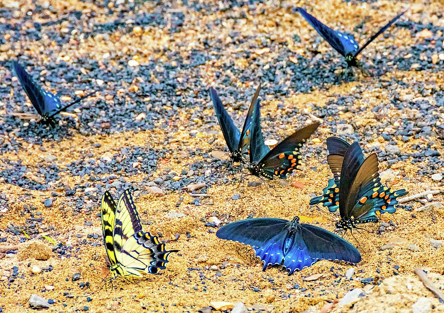 Swallowtail Butterfly Convention Photograph