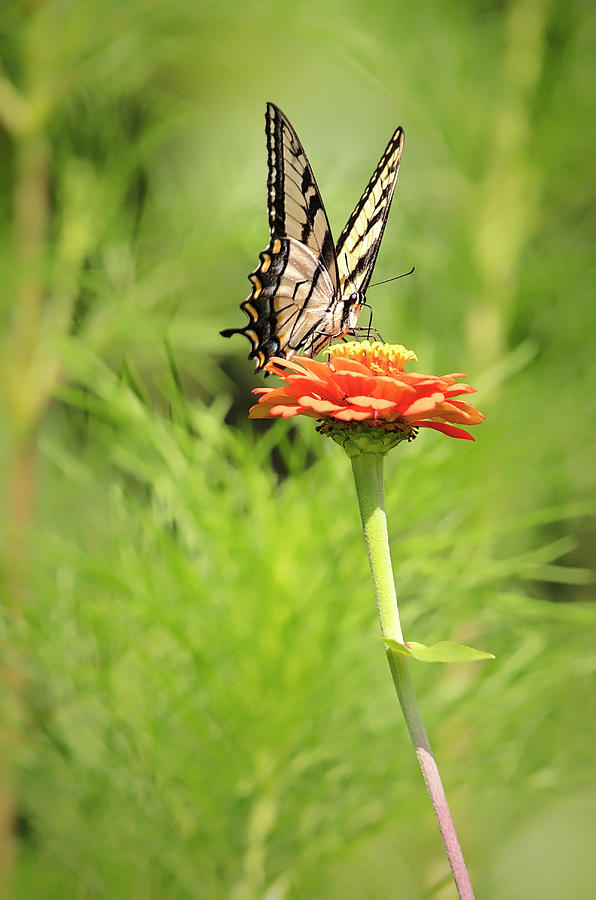 Swallowtail Butterfly Photograph by Deborah Penland