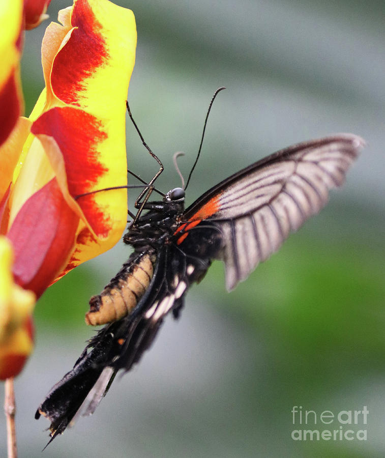 Swallowtail butterfly detail Photograph by Julia Gavin