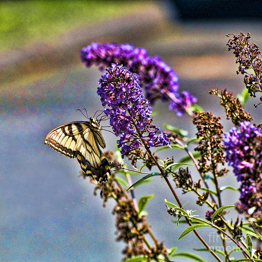 Swallowtail Butterfly Photograph by Edward Sobuta