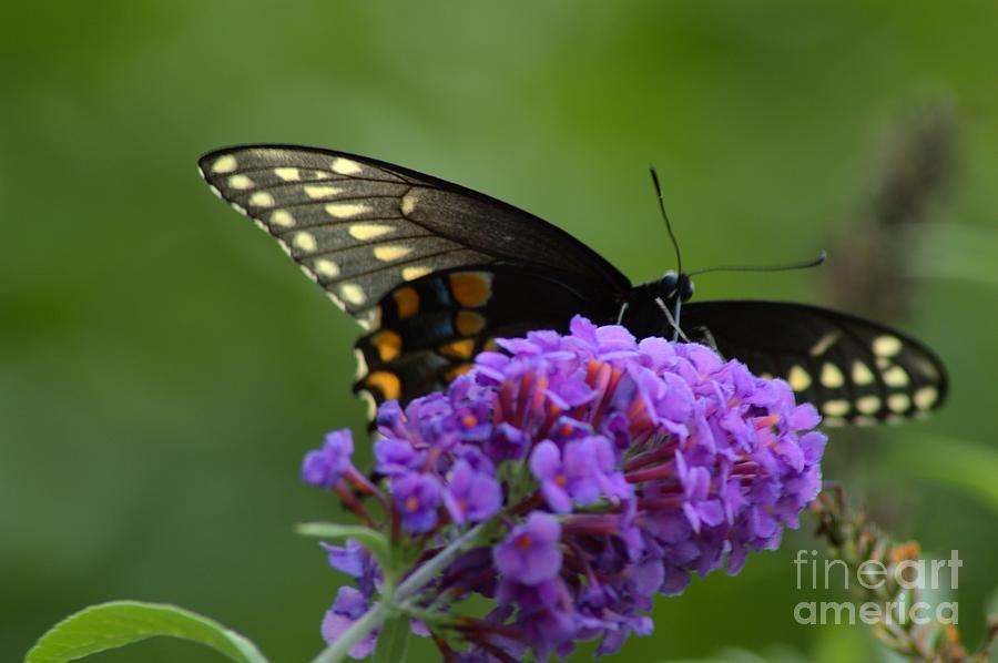 Swallowtail Butterfly Enjoying A Summer Breeze Photograph by Robyn King