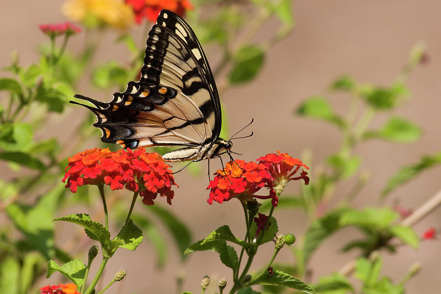 Swallowtail Butterfly Feeds On Lantana Photograph