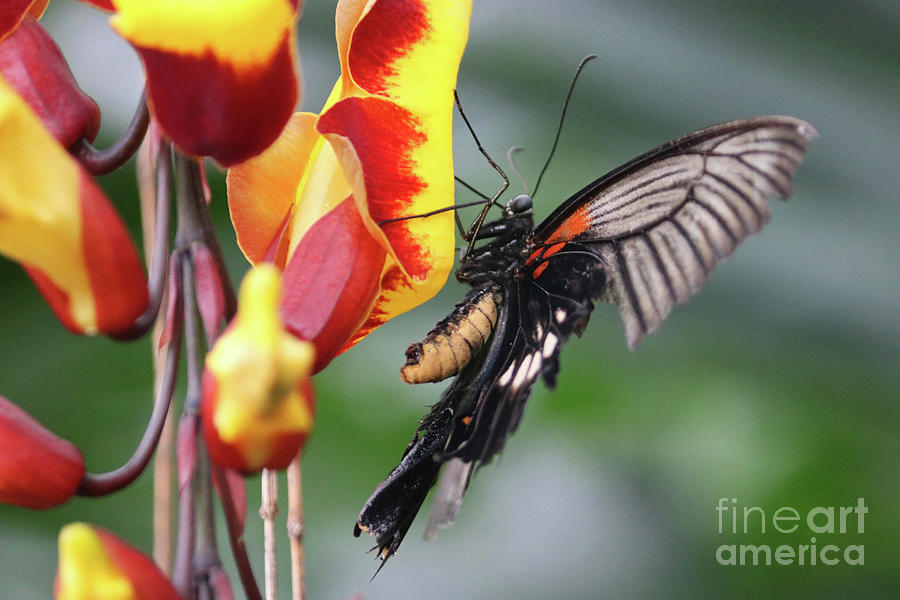 Swallowtail butterfly feeds on tropical flower Photograph by Julia Gavin