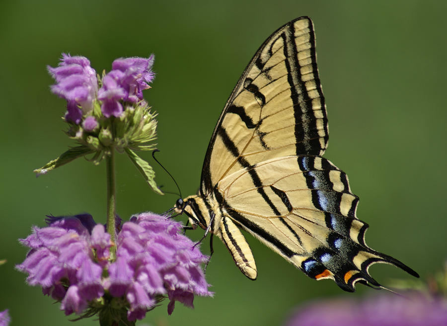 Swallowtail Butterfly Photograph by Heather Coen