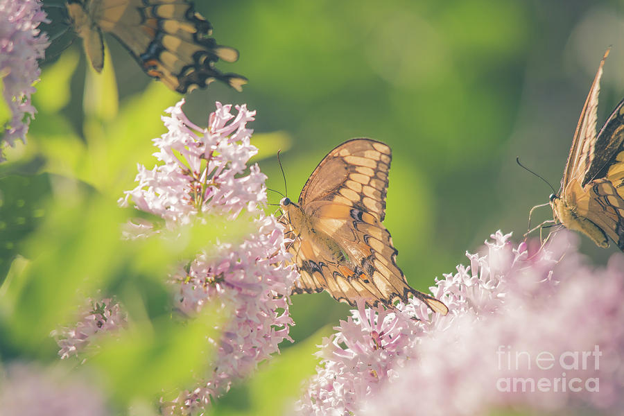 Swallowtail Butterfly Heaven Photograph by Cheryl Baxter