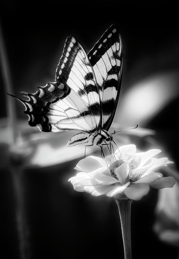 Swallowtail Butterfly in BW Photograph by Deborah Penland