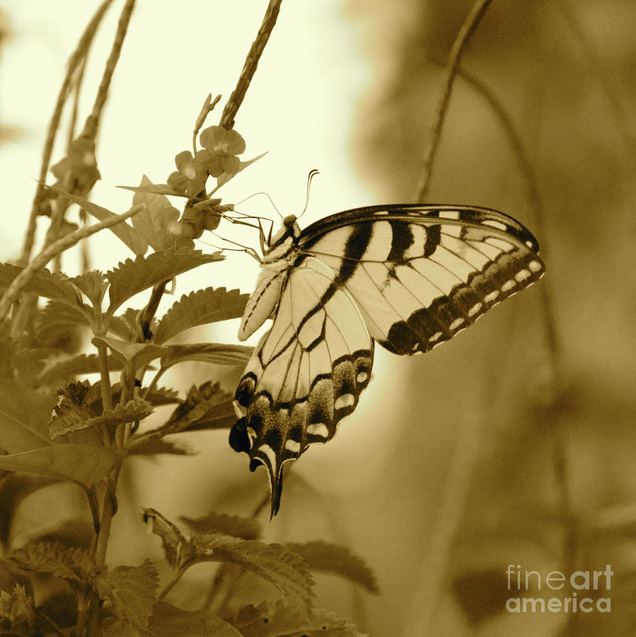 Swallowtail Butterfly in Sepia Photograph by Carol Groenen