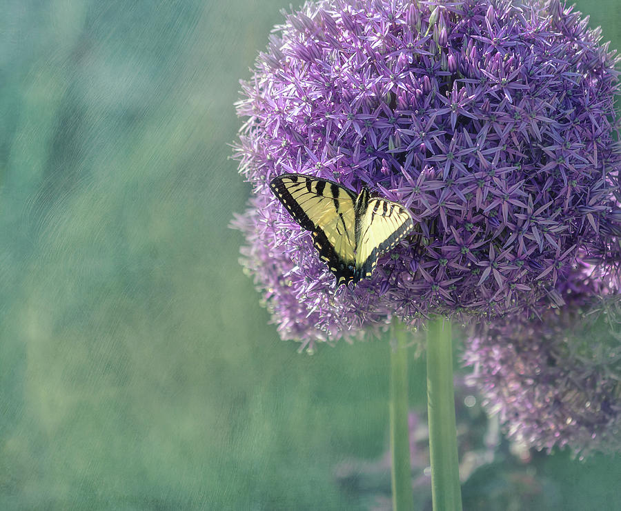 Swallowtail Butterfly in the Garden Photograph by Kim Hojnacki