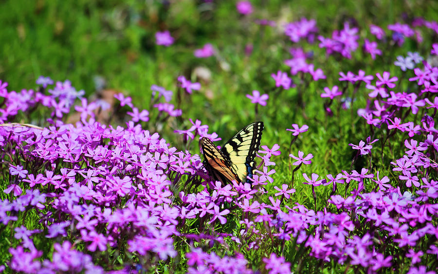 Swallowtail Butterfly In The Primrose Photograph