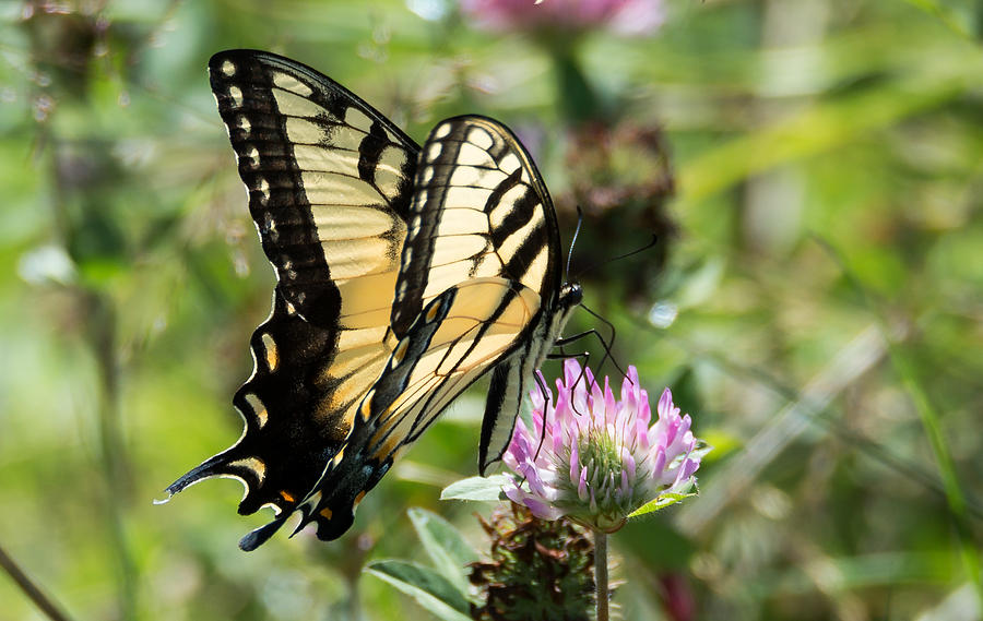 Swallowtail Butterfly  Photograph by Holden The Moment