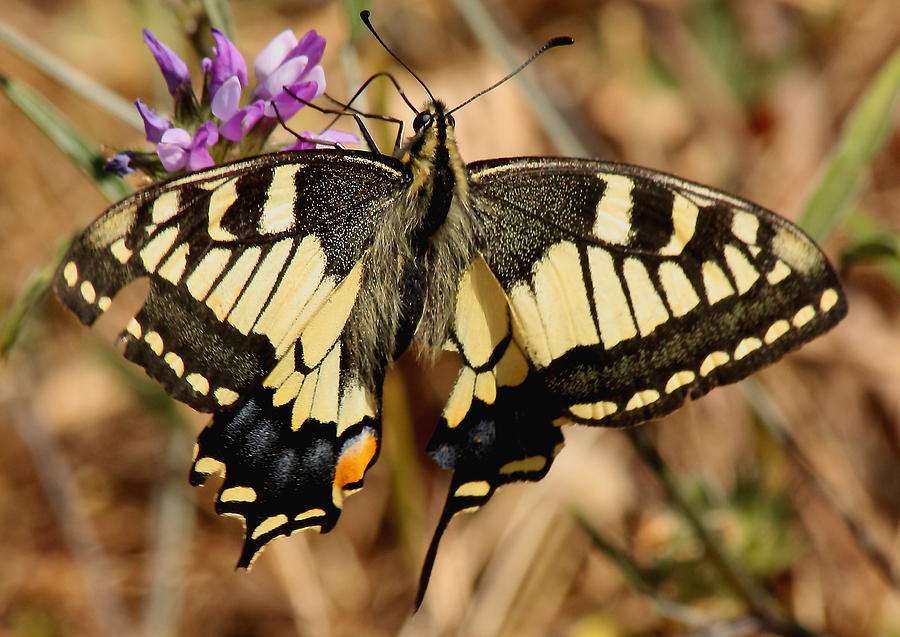Swallowtail Butterfly Photograph by Jeff Townsend