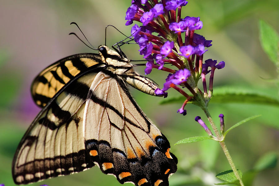 Swallowtail Butterfly Photograph by Jill Lang