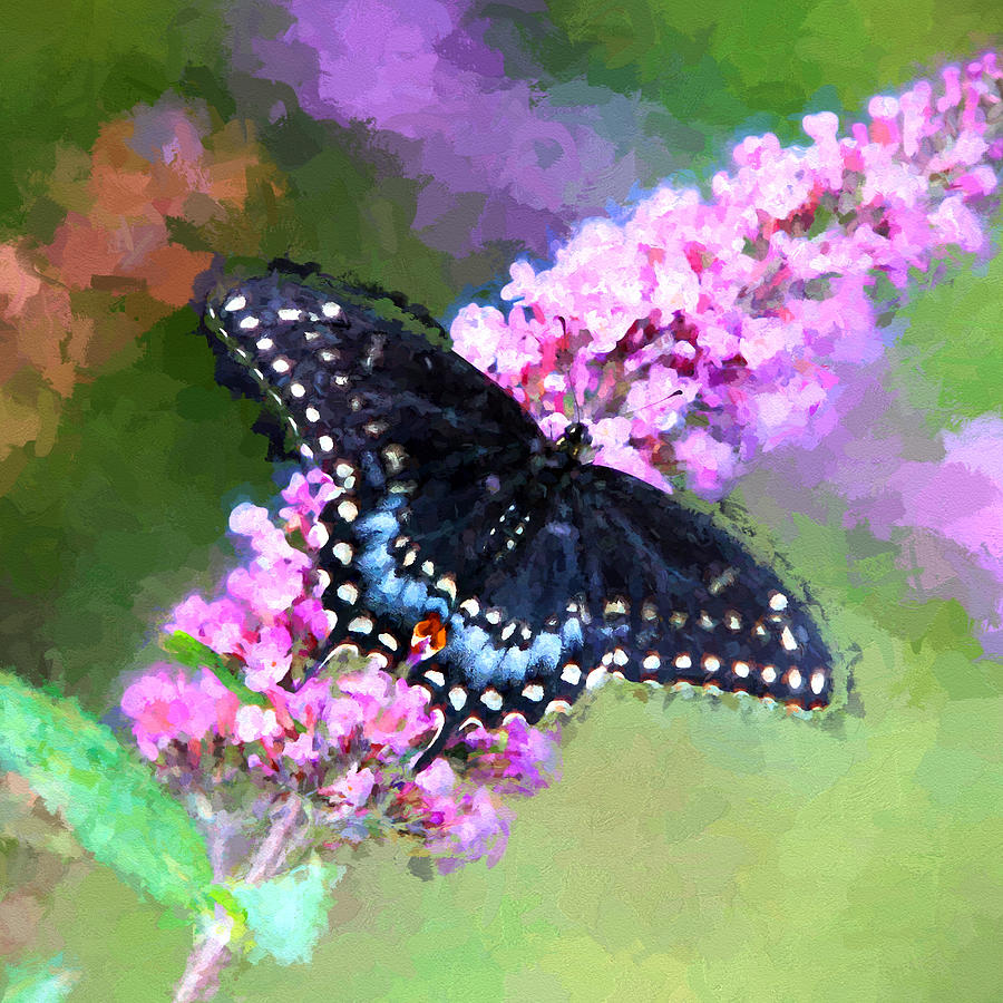 Swallowtail Butterfly Photograph by John Freidenberg