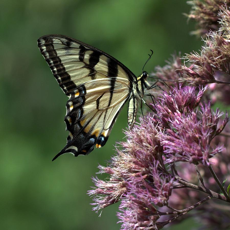 Swallowtail Butterfly Photograph by Joseph Skompski