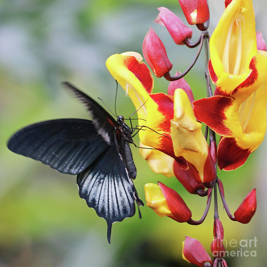 Swallowtail Butterfly Photograph - Swallowtail butterfly by Julia Gavin