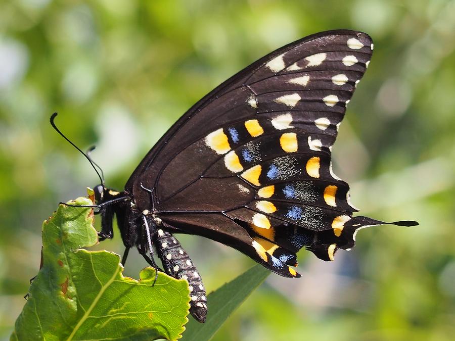 Swallowtail Photograph - Swallowtail Butterfly by Kayla Hall Swallowtail Photograph - Swallowtail Butterfly by Kayla Hall