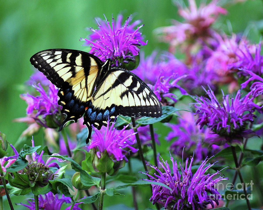 Butterfly Photograph - Swallowtail Butterfly by Lila Fisher-Wenzel