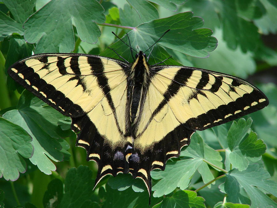 Swallowtail butterfly Photograph by Liz Vernand