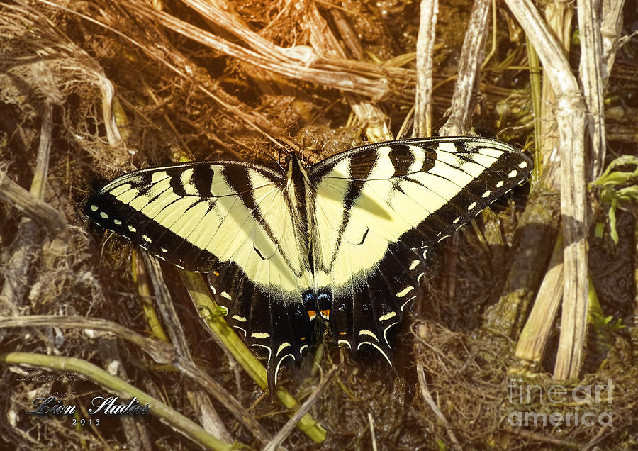 Swallowtail Butterfly Photograph by Melissa Messick