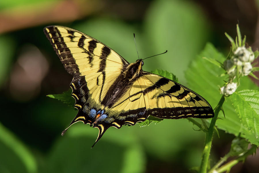 Swallowtail Butterfly on a Leaf Photograph by Marc Crumpler