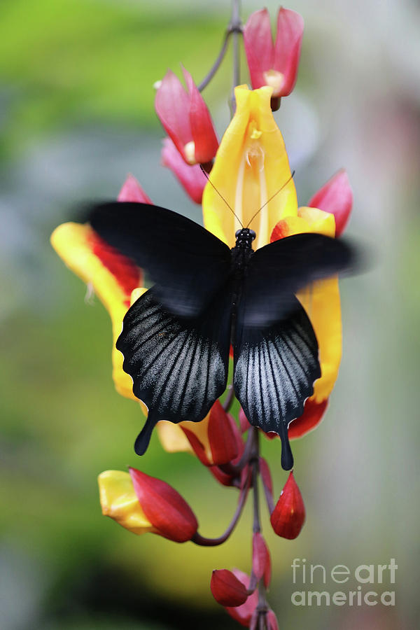 Swallowtail butterfly on a tropical flower Photograph by Julia Gavin