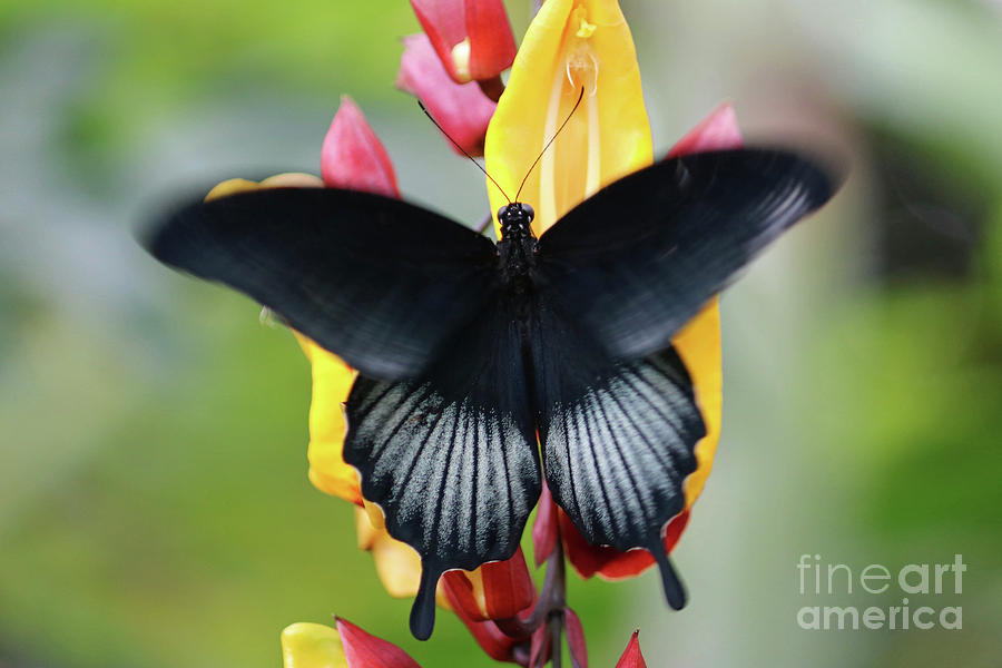 Swallowtail butterfly on a tropical flowers Photograph by Julia Gavin