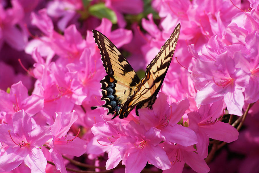 Swallowtail Butterfly on Azaleas Photograph by Jill Lang