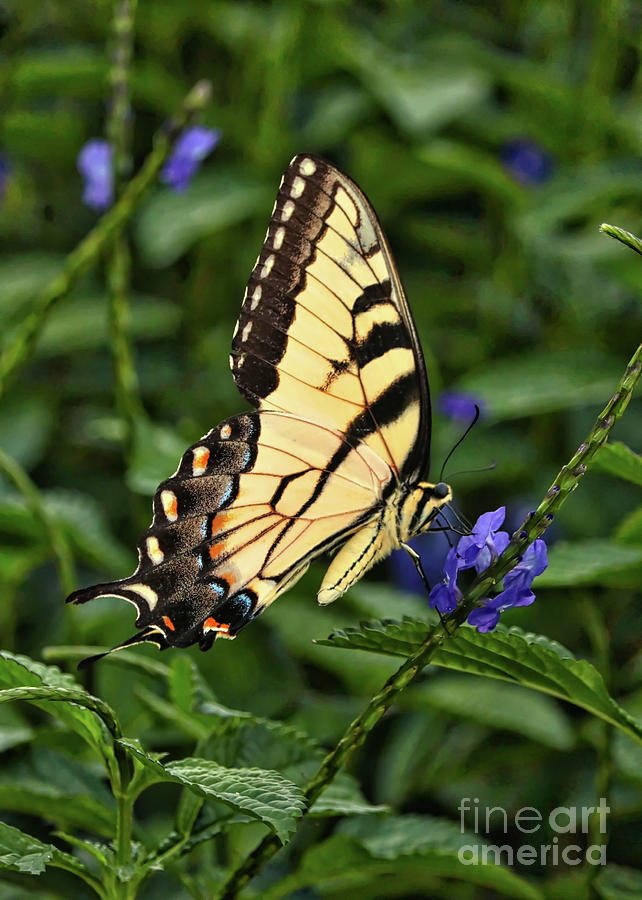 Swallowtail Butterfly on Blue Flower Photograph by Carol Groenen