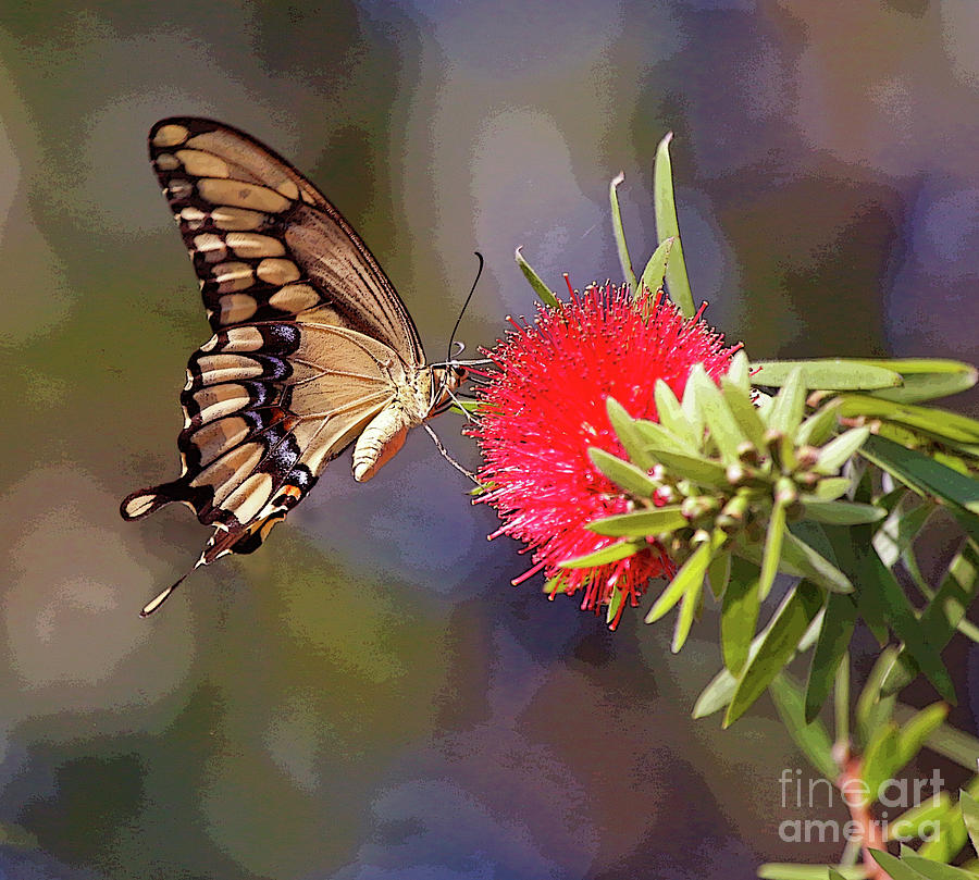 Swallowtail Butterfly on Bottle Brush Photograph by Luana K Perez