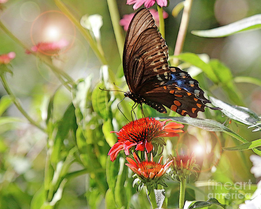 Swallowtail Butterfly on Cone Flower Photograph by Luana K Perez