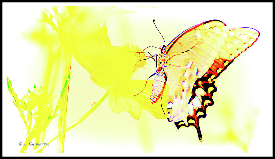 Swallowtail Butterfly on Cosmos Flower Digital Art by A Macarthur Gurmankin
