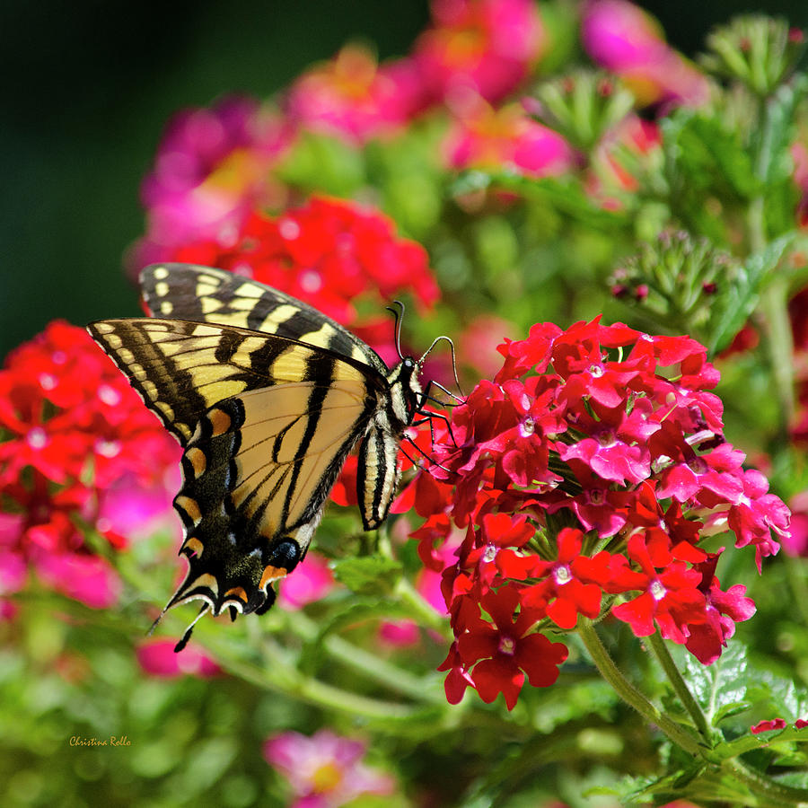 Swallowtail Butterfly on Flower Photograph by Christina Rollo