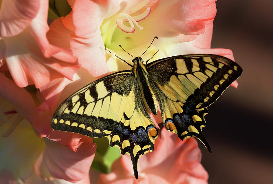 Butterfly Photograph - Swallowtail butterfly on flower gladiolus by Galina Savina