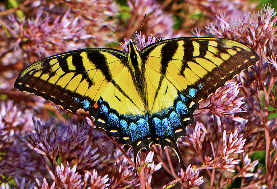 Swallowtail Butterfly On Joe Pye Weed 009 Photograph by George Bostian
