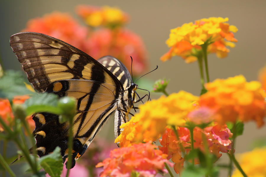 Swallowtail Butterfly on Lantana Photograph by Jill Lang