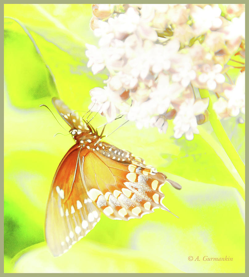 Swallowtail Butterfly on Milkweed Flowers Digital Art by A Macarthur Gurmankin