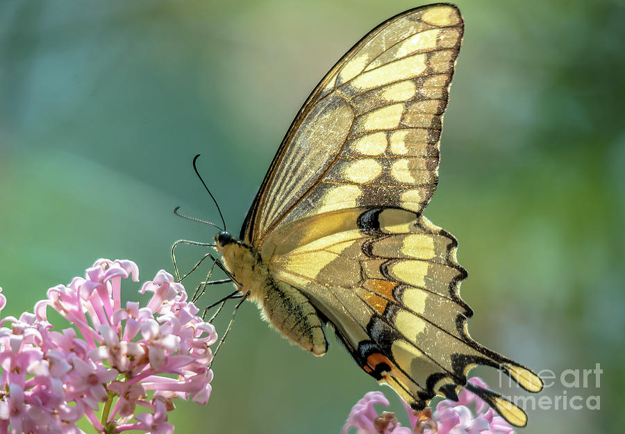 Swallowtail Butterfly on Teal Photograph by Cheryl Baxter