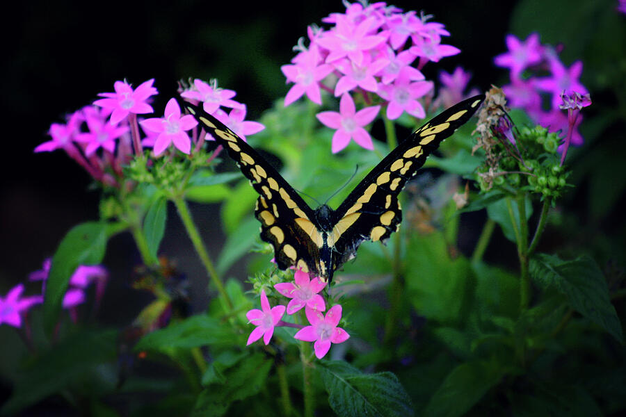 Swallowtail Butterfly rests on pink flowers Photograph by Toni Hopper