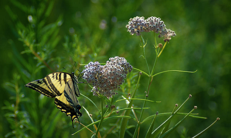 Swallowtail Butterfly Photograph by Rick Mosher