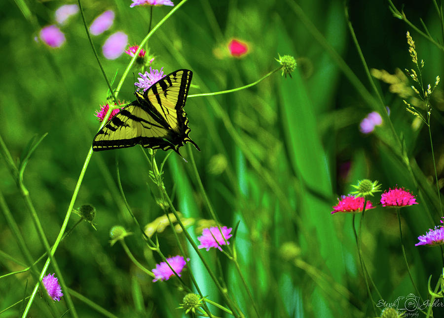 Swallowtail Butterfly Photograph by Steph Gabler