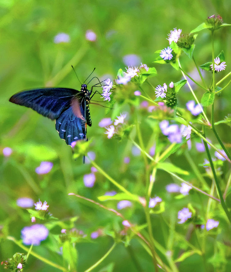 Swallowtail Butterfly Photograph by Steve Harrington