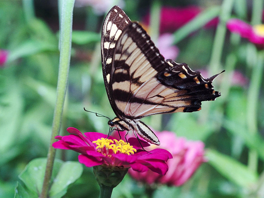Butterfly Photograph - Swallowtail Butterfly Sucking Nectar from a Flower by George Oze